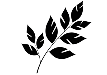 Black botanical leaf branch illustration isolated PNG with Transparent Background