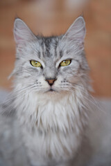 Porträt einer Silber-tabby Maine Coon Katze