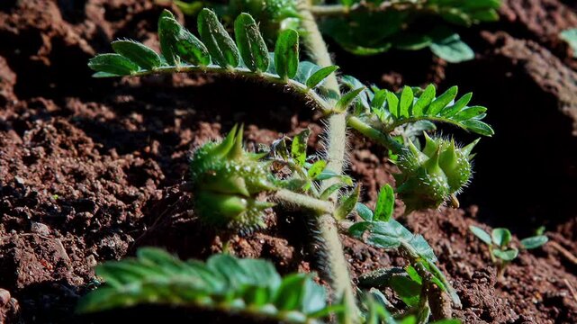 A tilt-up shot reveals the spiky green fruit and leaves of the Tribulus terrestris plant growing in a field, also known as puncture vine, a popular herb in both traditional and modern medicine.