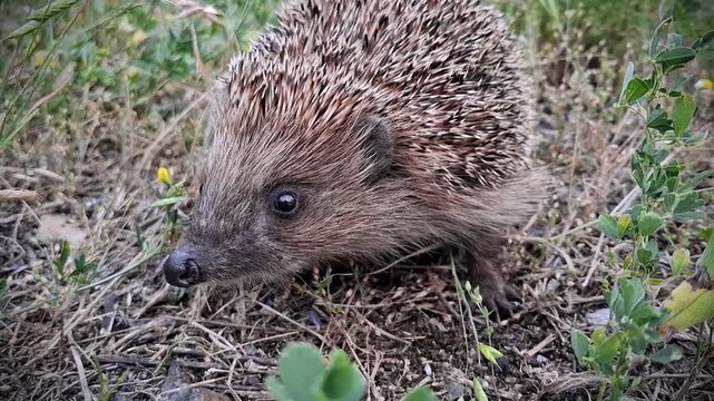 Hedgehog sniffs the smells and shakes his head. Erinaceus europaeus, also known as European hedgehog or common hedgehog
