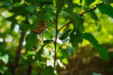 Close-up of Molted Cicada Exoskeleton on Green Leaf