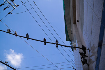 Obraz premium Pigeons Perched on Power Lines and Building Wall Against Blue Sky