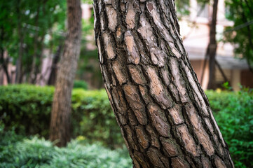 Fototapeta premium Rough Brown and Gray Bark Pattern on Tree Trunk Outdoors