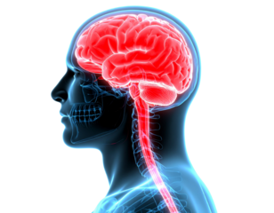 A - 3D Side View of Human Brain with Semi-Transparent Sections, Isolated on Transparent Background.