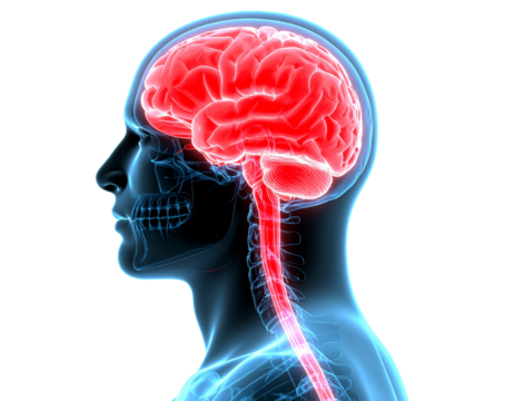 A - 3D Side View of Human Brain with Semi-Transparent Sections, Isolated on Transparent Background.