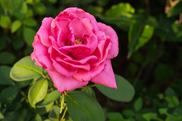 Close-up of Pink Rose in Full Bloom with Green Foliage Backgroun