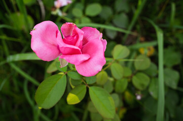 Close-up of Pink Rose in Full Bloom with Green Foliage Backgroun