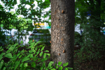 Tree Trunk with Cicada Shells in Green Outdoor Setting