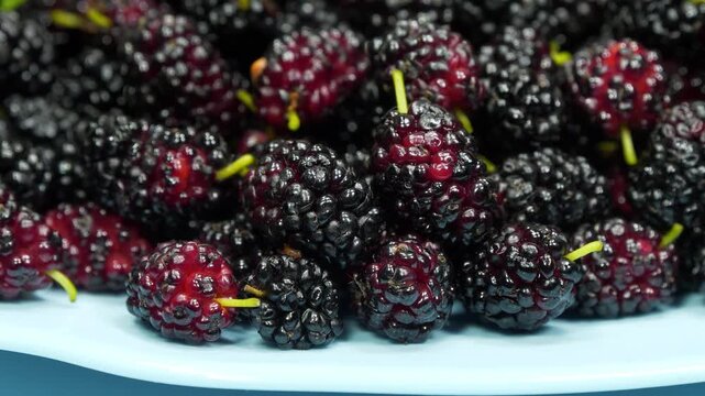 Mulberry berries rotates on blue plate. Mulberry - fruit tree whose fruits have many beneficial properties. Morus, genus of flowering plants in family Moraceae