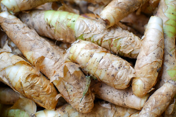 Arrowroot, scientifically known as Maranta arundinacea, is a plant from the Marantaceae family....
