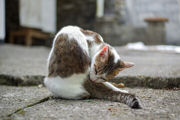 Domestic Cat Grooming Itself on a Concrete Surface Outdoors. A cat is licking itself, grooming itself, while curled up on a concrete surface outdoors.