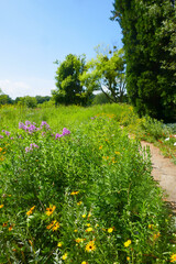Blumenwiese am Waldrand