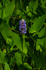 Herzblättriges Hechtkraut