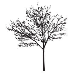 Leafless Tree Illustration