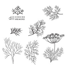 Hand-drawn dill with a line art engraved style.