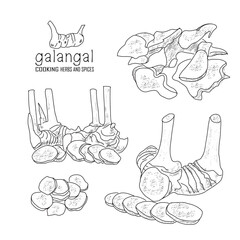 Hand-drawn galangal with a line art engraved style.