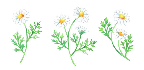 除虫菊の水彩画