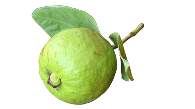 Guava Isolated on a White Background with Copy Text Space. Tropical Fruit Element for Health Posters, Nutrition Themes, and Nature-Inspired Designs. PNG File