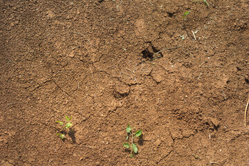 A close up of dry, cracked, brown soil with small green seedlings sprouting from the ground on a...