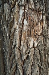 bark of a tree