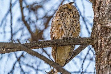 Long-eared owl (Asio otus), looking forward with wide opened eyes