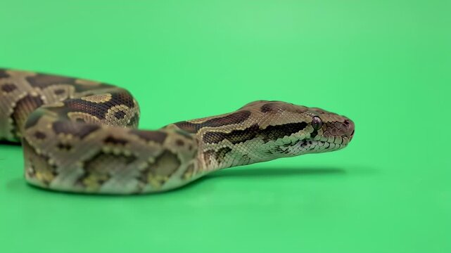 Brown and Tan Python Snake Slithering on Bright Green Screen Background, Isolated for Easy Compositing
