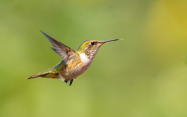 weibliche Vulkanelfe (Selasphorus flammula)