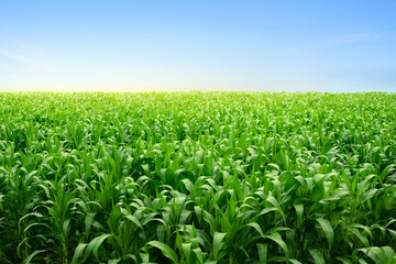 Young corn field plantation growing up.