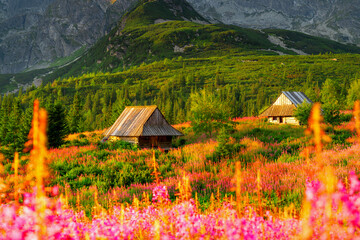 The picturesque Gąsienicowa Valley in the Tatra Mountains with mountain huts at sunrise, the most beautiful place in Poland, a Tatra valley full of flowers.