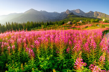 Obraz premium Panorama of the most beautiful Tatra Gąsienicowa Valley at sunrise, Poland.