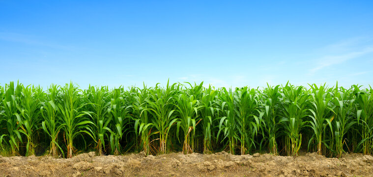 Young corn field plantation growing up.