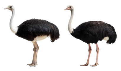 Two ostriches one facing left the other facing right against a black Bird transparent background