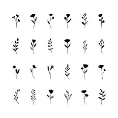 Delicate Line Botanicals. Fine-line botanical illustrations with small leaves and rounded blossoms for elegant natural compositions.