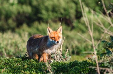 One fox is a wild animal that hunts in the tundra in northern Russia