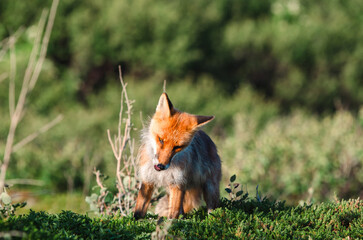 One fox is a wild animal that hunts in the tundra in northern Russia