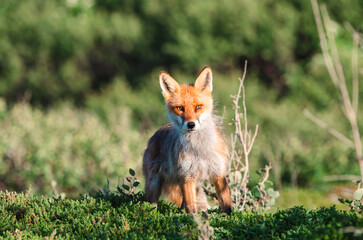 One fox is a wild animal that hunts in the tundra in northern Russia