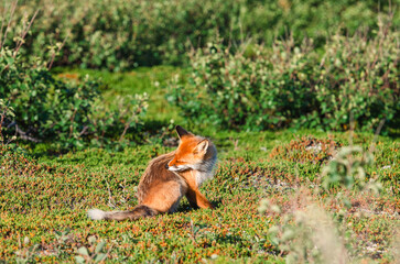 One fox is a wild animal that hunts in the tundra in northern Russia