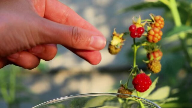 A person's hand reaches for a ripe red raspberry on a branch with other berries, with a soft, blurred background.