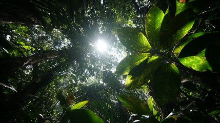 Sunlight filtering through dense green forest canopy illuminating vibrant leaves from above