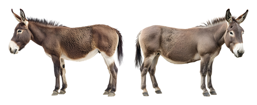 Two donkeys one facing left one facing right on a black equine animal farm animal transparent background