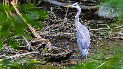 アオサギ　野鳥　五色沼　裏磐梯