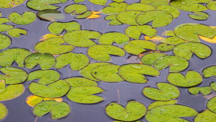 池に浮かぶ睡蓮の葉　雨の裏磐梯　夏