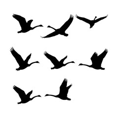 Fototapeta premium Silhouettes of geese in flight, illustrating freedom and migration with elegant black forms in dynamic poses, creating a sense of natural movement against an undefined space.