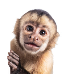 Curious monkey interaction studio wildlife photography close-up transparent background