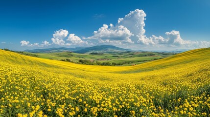Fototapeta premium Vibrant Yellow Flower Field Rolling Hills Tuscany Landscape