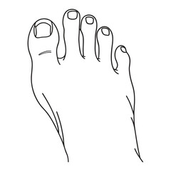 Human foot with toes line art.