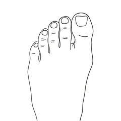 Human foot with toes line art.