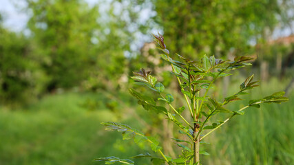 Soft focus green : Ethereal plant emerging from blurred nature