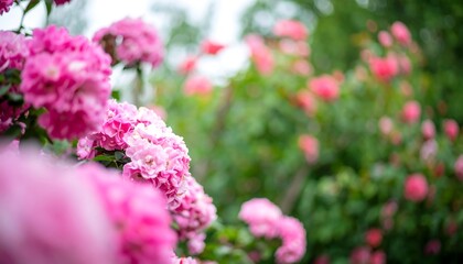 Close-up of vibrant pink roses in a garden