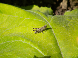 Small Brown Grasshopper on a Broad Green Leaf